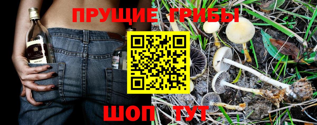 Псилоцибиновые грибы Psilocybine cubensis Краснокаменск